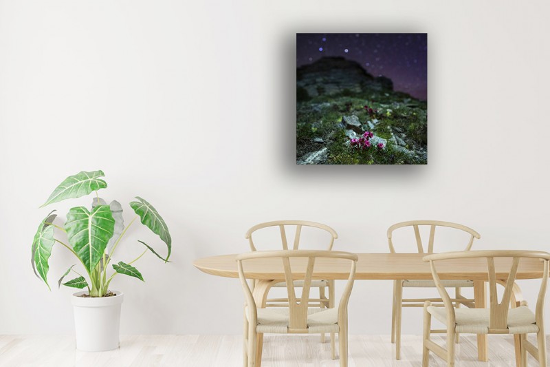 Simulation murale Joubarbe pour décoration